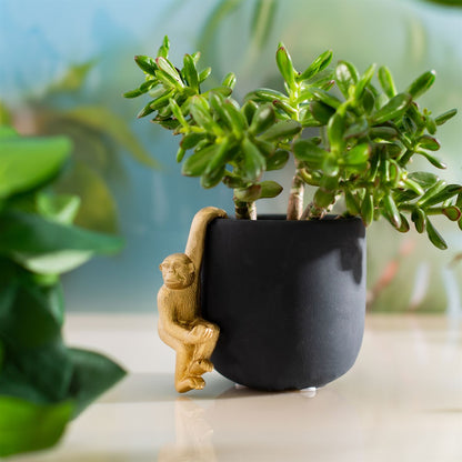 Golden Monkey Plant Hanger