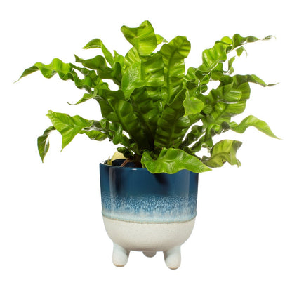 Mojave Glaze Blue Large Planter on Legs